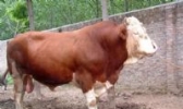 穆棱肉牛
