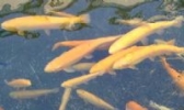 宁安虹鳟鱼