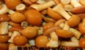 滑菇