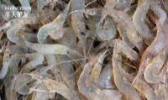 兴凯湖秀丽白虾