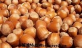 鸡西榛子
