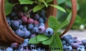 梨树蓝莓