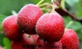 梨树山楂