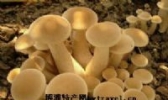 双鸭山松蘑