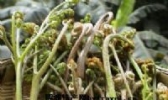双鸭山蕨菜