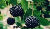 刺五加