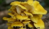 榆黄蘑