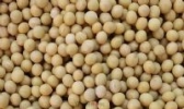 佳木斯大豆