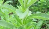 甜叶菊