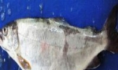哲罗鲑