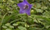 四叶菜