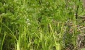 猫爪菜