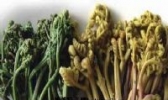 蕨菜花