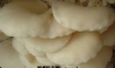 伊春白灵菇