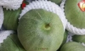 向阳香瓜