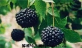 伊春刺五加