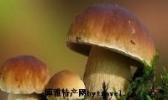 牛干菌