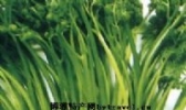 红星蕨菜