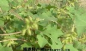 苍耳