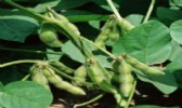 嘉荫大豆