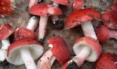 原生态红菇