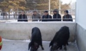 兰西民猪