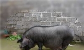 东北民猪