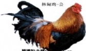 林甸鸡