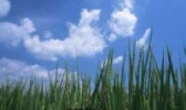 立陡山绿色水稻