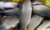 石人沟鲤鱼