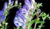 林甸黄芩