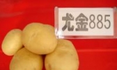 克山马铃薯
