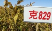 克山大豆