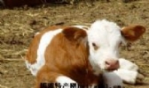 拜泉县黄肉牛