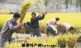 甘南水稻
