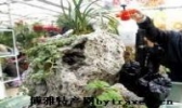 火山石木炭盆景