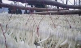 恩阳川明参