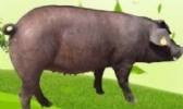枫泾猪