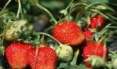 临城草莓