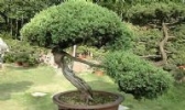 通派盆景