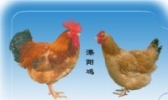 溧阳鸡