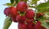 茅尖花红