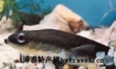 鳗鱼