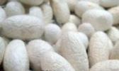 东台蚕茧