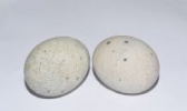 雪松牌溏心皮蛋