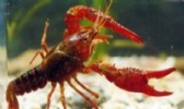 洪泽湖龙虾