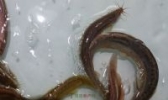 金湖泥鳅