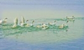 金湖白鹅