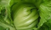 包菜