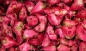 大红菱